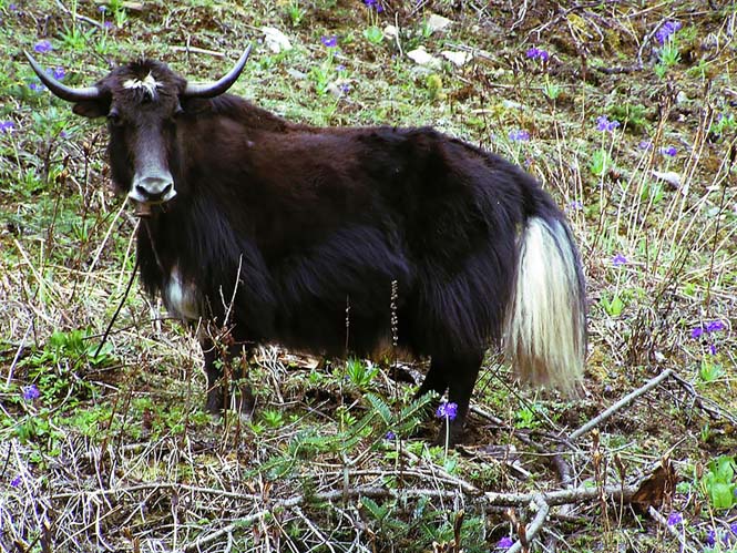 yvridika-zwa-pou-den-tha-pisteuete-oti-yparxoun-15