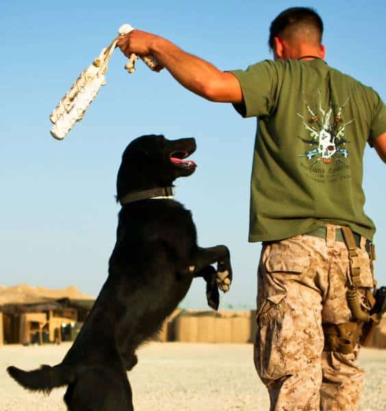 hardhitting_action_photos_of_dogs_who_serve_in_the_military_640_06