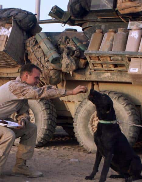 hardhitting_action_photos_of_dogs_who_serve_in_the_military_640_47