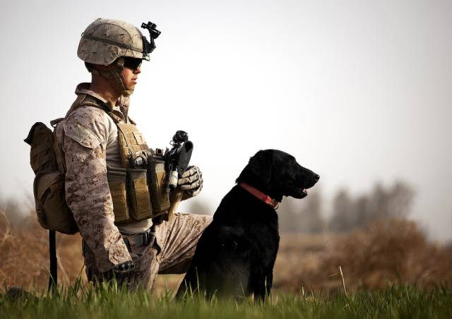 hardhitting_action_photos_of_dogs_who_serve_in_the_military_640_46