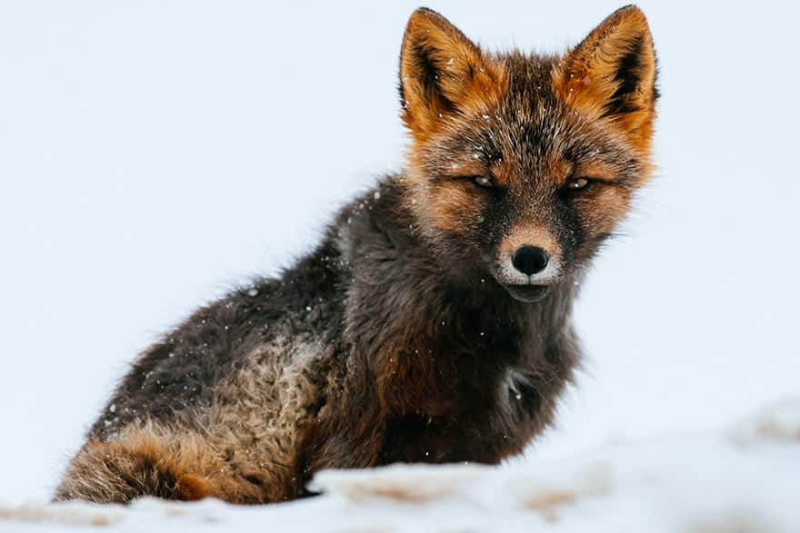 fox-photography-russian-miner-ivan-kislov-chukotka-161