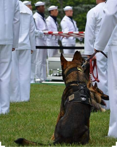 hardhitting_action_photos_of_dogs_who_serve_in_the_military_640_69