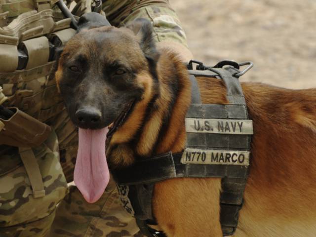 hardhitting_action_photos_of_dogs_who_serve_in_the_military_640_55