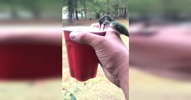 Δύο μικροσκοπικά πουλιά έκατσαν στο ποτήρι ενός άντρα. Δείτε όμως τι έγινε στην συνέχεια…