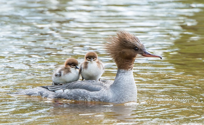 cute-bird-parents-371__700