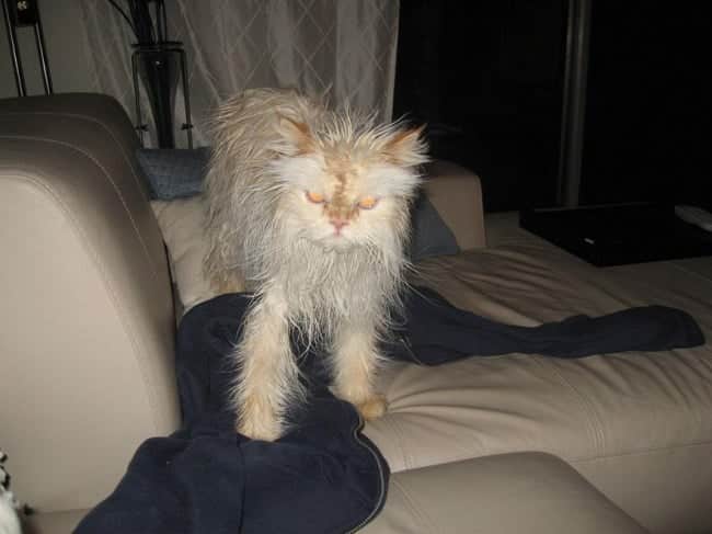 3497355-R3L8T8D-650-funny-wet-cats-10