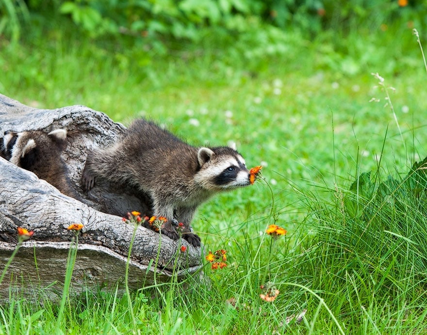 animals-smelling-flowers-401__880