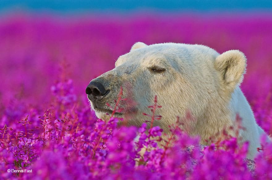 animals-smelling-flowers-421__880