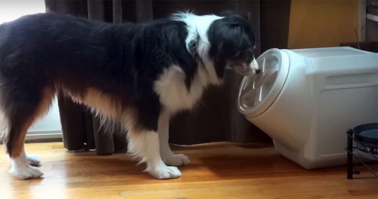 Έβαλε την τροφή του σκύλου σε ασφαλές κουτί. Δείτε όμως τι κάνει ο σκύλος!