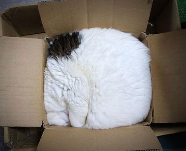 14667410-R3L8T8D-650-14223223639900-funny-cats-if-it-fits-i-sits-6