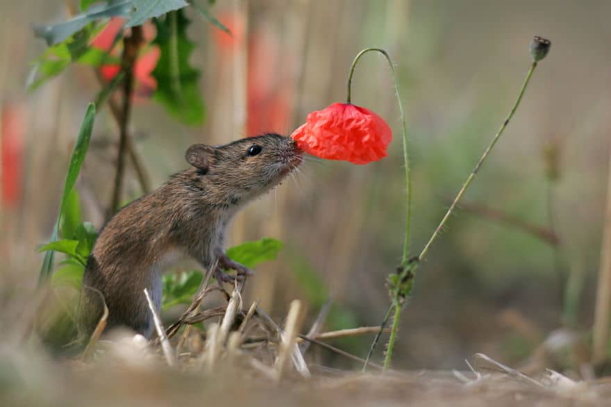 animals-smelling-flowers-151__880