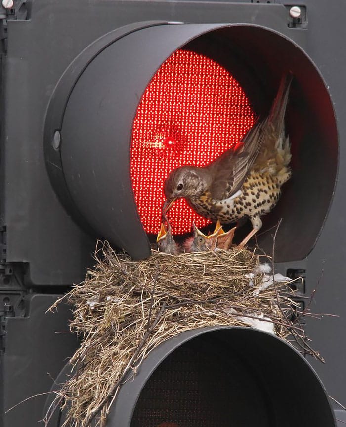 cute-bird-parents-29__700