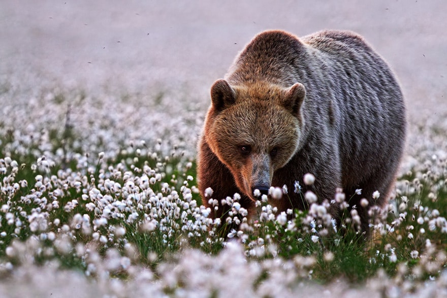 animals-smelling-flowers-241__880