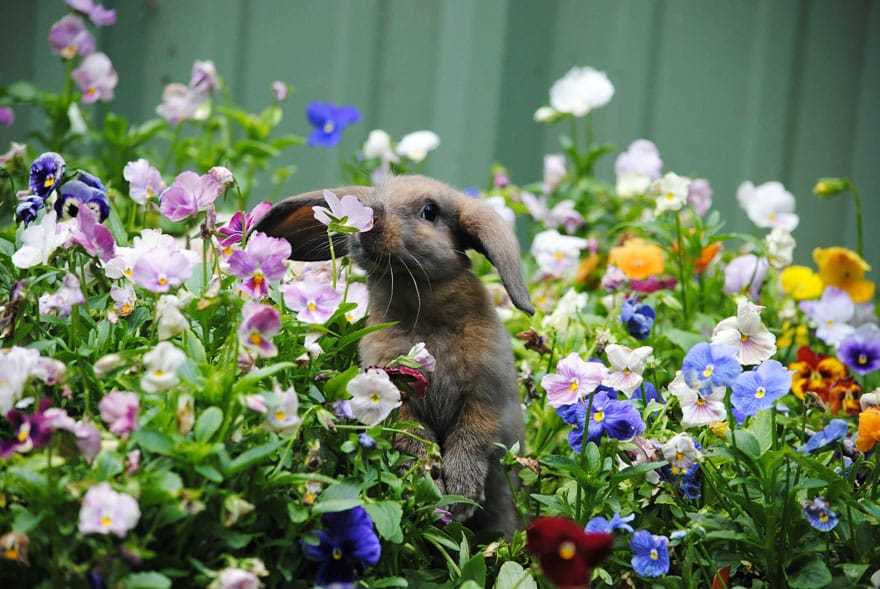 animals-smelling-flowers-27__880