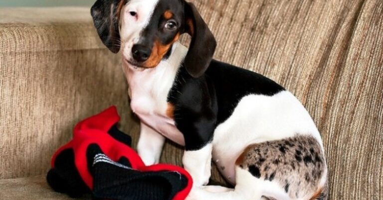 28 σκυλιά με ασυνήθιστα σχέδια στο τρίχωμά τους. Ειδικά το 12 θα το ερωτευτείτε!