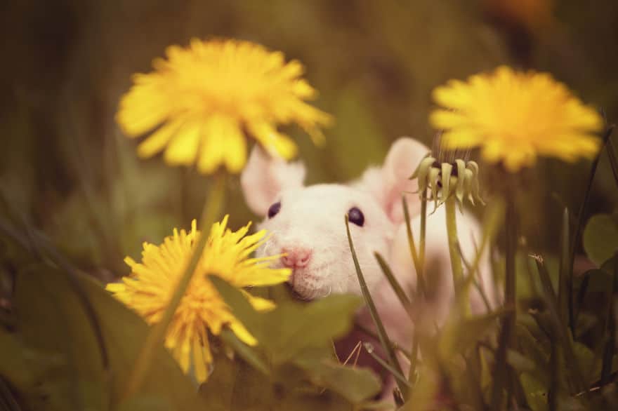 animals-smelling-flowers-141__880