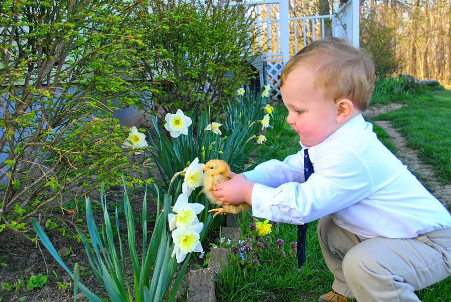 animals-smelling-flowers-36__880