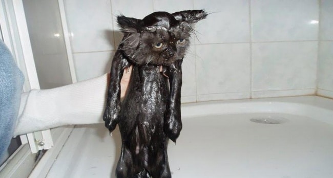 3497205-R3L8T8D-650-funny-wet-cats-25