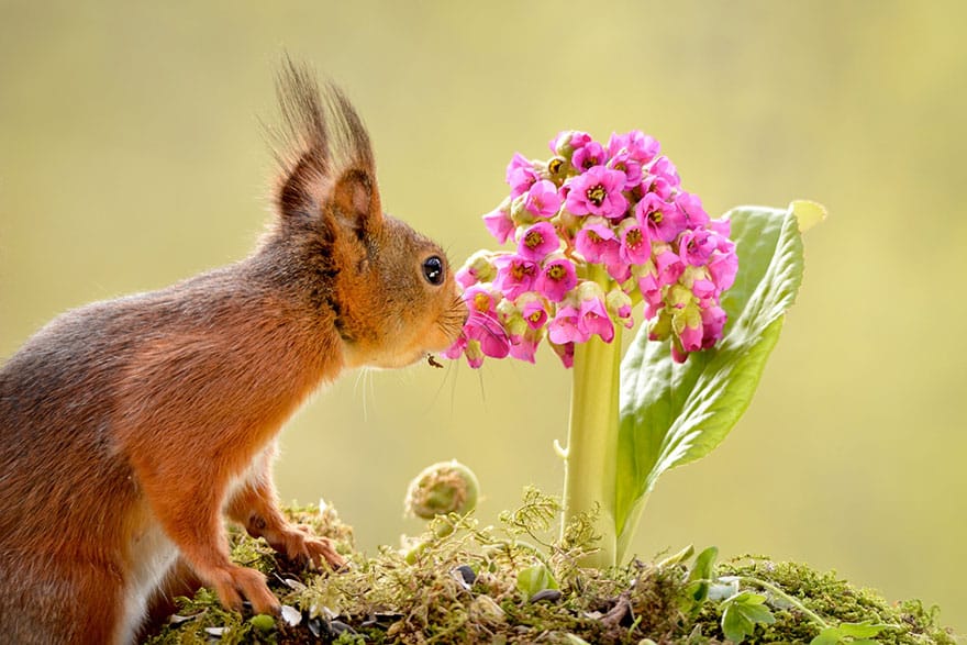 animals-smelling-flowers-281__880