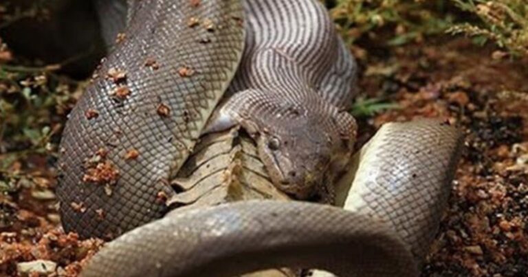 Τεράστιο ανακόντα τα βάζει με λιοντάρι, κροκόδειλο και κόμπρα!