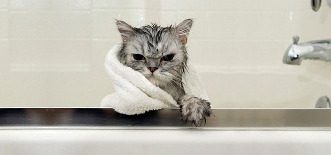 3497255-R3L8T8D-650-funny-wet-cats-37