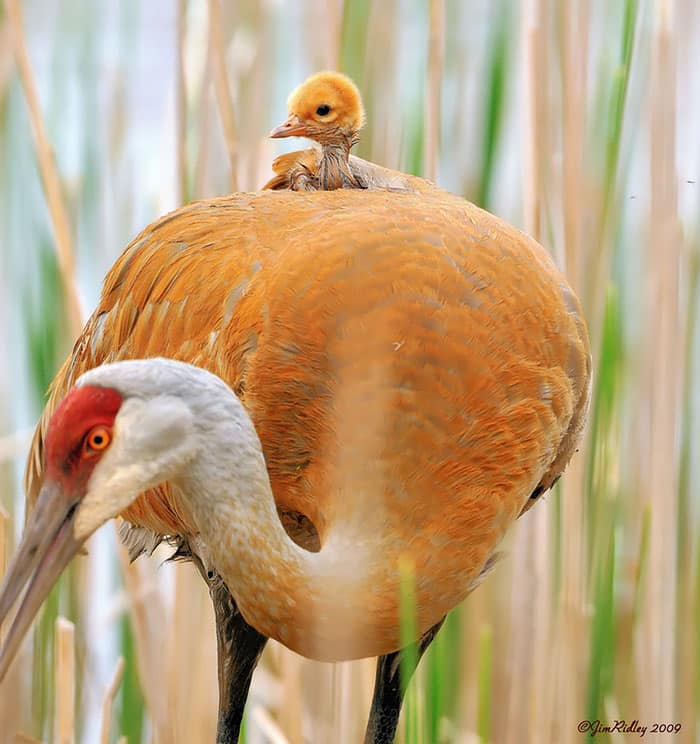 cute-bird-parents-25__700