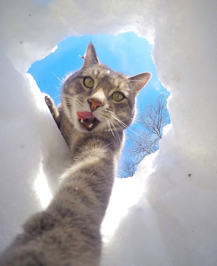 manny-cat-takes-selfies-dogs-gopro-16