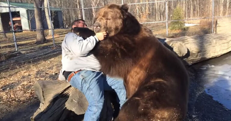 Ρώσος χαλαρώνει σε βίντεο μαζί με τον καλύτερο του φίλο, μια τεράστια αρκούδα.