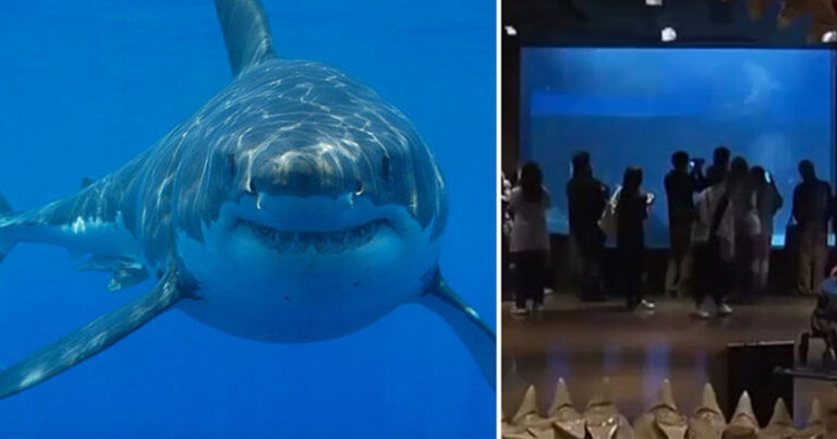 Ο τελευταίος αιχμάλωτος λευκός καρχαρίας πέθανε γιατί δεν άντεξε την αιχμαλωσία σε ενυδρείο.