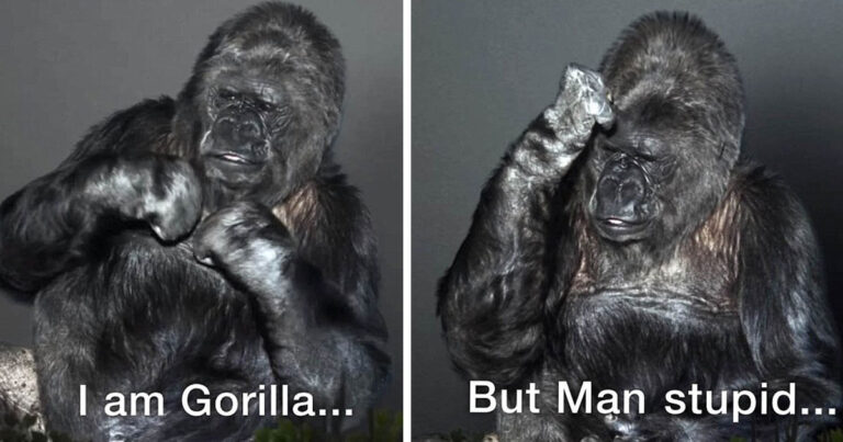 Το συγκλονιστικό μήνυμα από έναν γορίλα: «Οι άνθρωποι είναι ηλίθιοι, καταστρέφουν την γη»