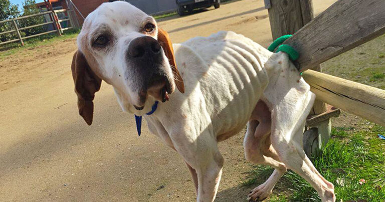 Το σκυλάκι από τον Ωρωπό που ελπίζει σε ένα θαύμα.