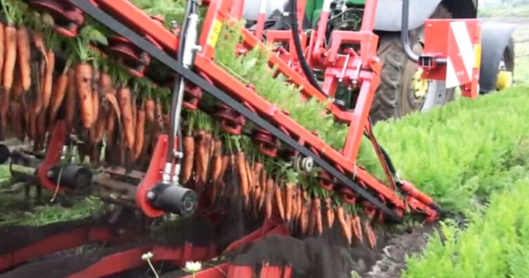 Έχετε δει ποτέ να μαζεύουν καρότα με αυτόν τον εντυπωσιακό τρόπο;