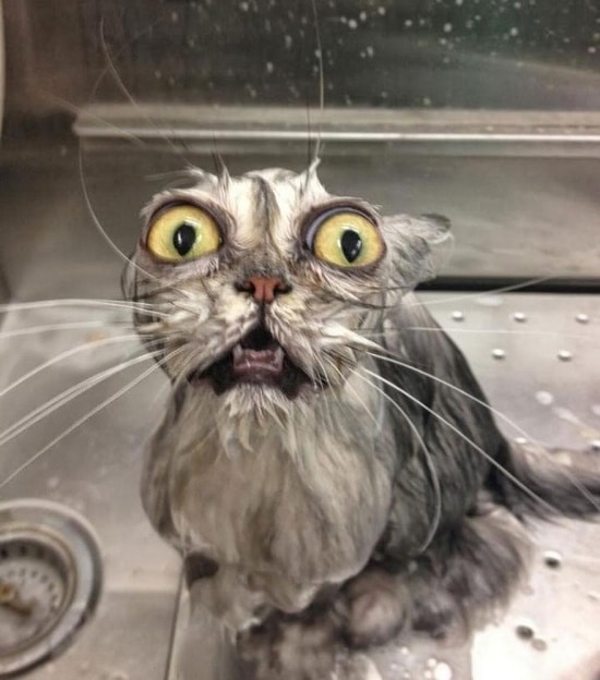 3497805-R3L8T8D-550-funny-wet-cats-36