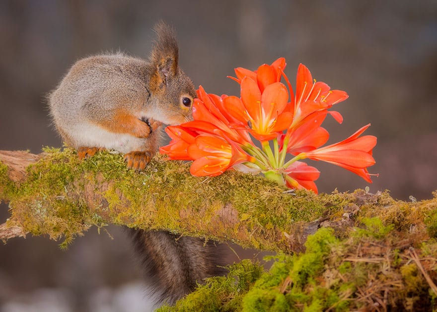 animals-smelling-flowers-291__880