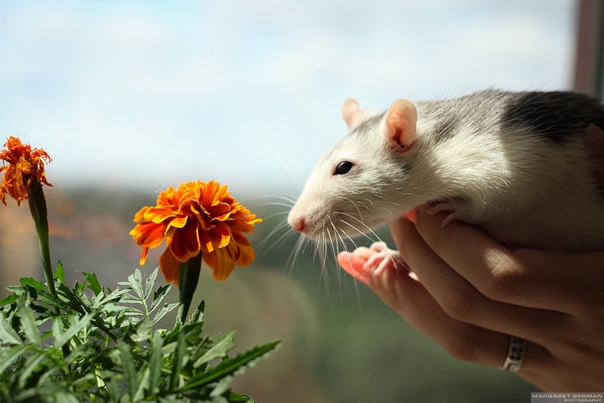 animals-smelling-flowers-481__880