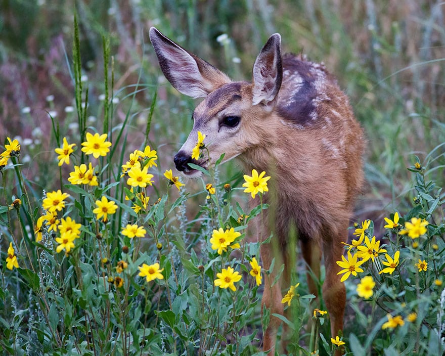 animals-smelling-flowers-331__880