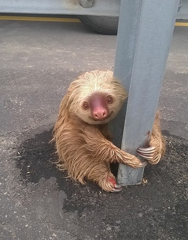 police-rescue-sloth-cross-highway-ecuador-1