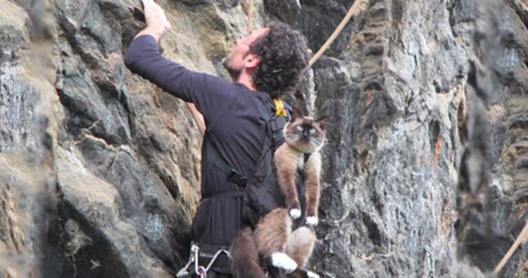 17 υπέροχες φωτογραφίες που αποδεικνύουν ότι οι γάτες είναι παρεξηγημένο ζώο.