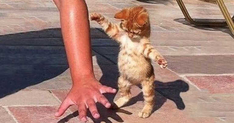 Αυτές είναι οι 100 καλύτερες φωτογραφίες με γάτες που έχουν τραβηχτεί ποτέ