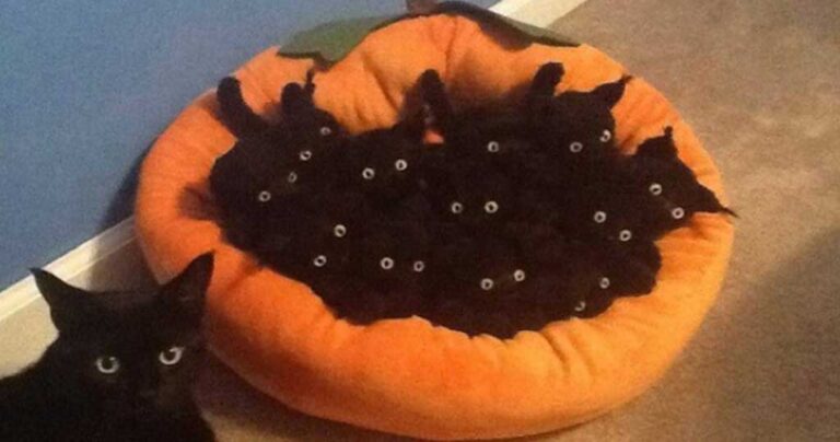 15 φωτογραφίες που αποδεικνύουν ότι οι γάτες δεν έχουν καμιά σχέση με την κοινή λογική.