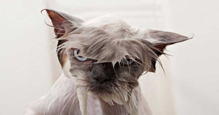 22 φωτογραφίες που αποδεικνύουν πως οι γάτες μισούν το μπάνιο