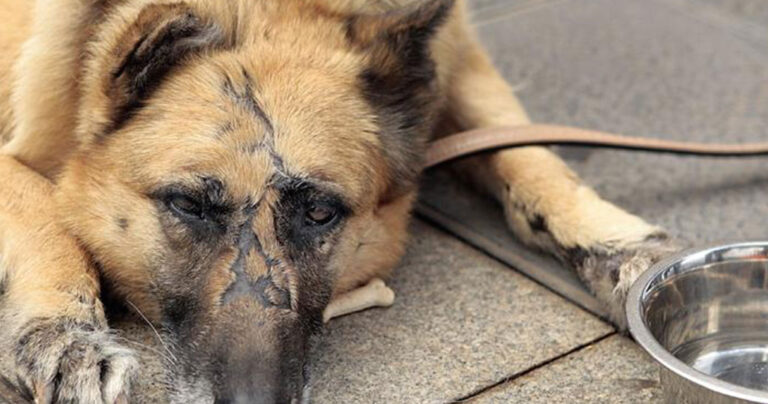 Στα πιο σοβαρά κακουργήματα κατατάσσει το FBI την κακοποίηση ζώων