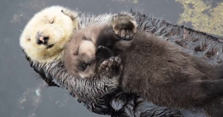 Νυσταγμένο «μωρό» βίδρα αποκοιμιέται στην αφράτη αγκαλιά της μαμάς του!