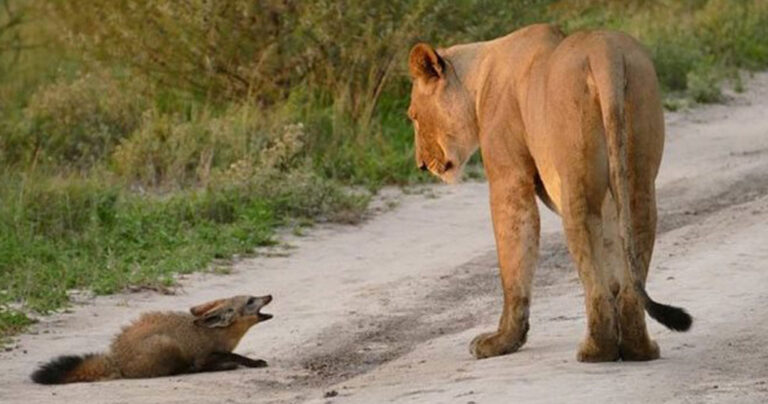Μόλις αυτή η λέαινα είδε ένα αβοήθητο μωρό αλεπουδάκι έκανε κάτι που είναι δύσκολο να το πιστέψεις!
