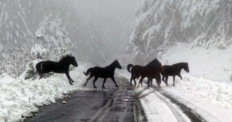 Γρεβενά: Η πόλη της φύσης!