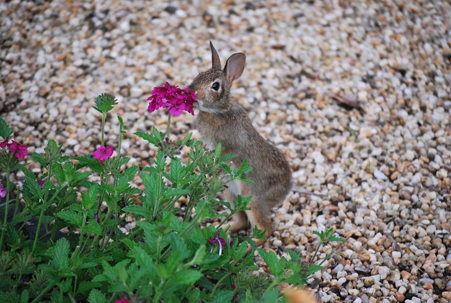 animals-smelling-flowers-351__880