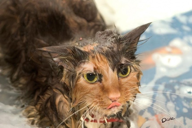 3497905-R3L8T8D-650-funny-wet-cats-5