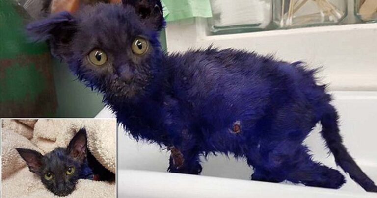 Έβαψε μωβ ένα γατάκι και το πέταξε στο σκύλο του για παιχνίδι.