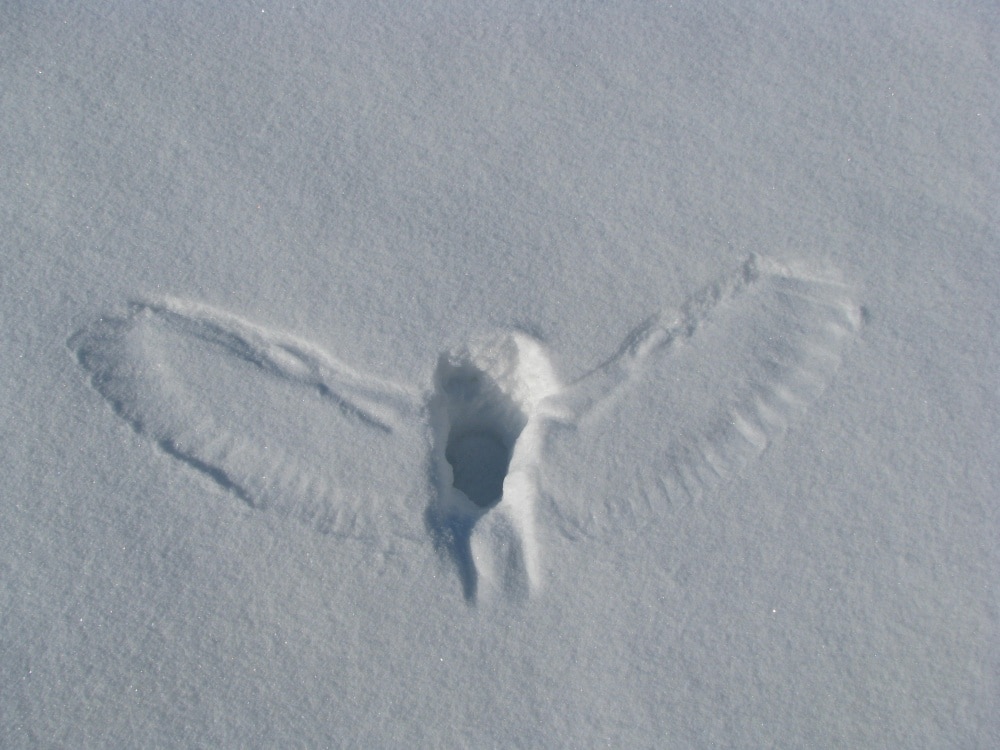20 απίστευτες φωτογραφίες που δείχνουν την απέραντη ομορφιά της φύσης 48 5761010-1000-1452780181-j7Kkmu0