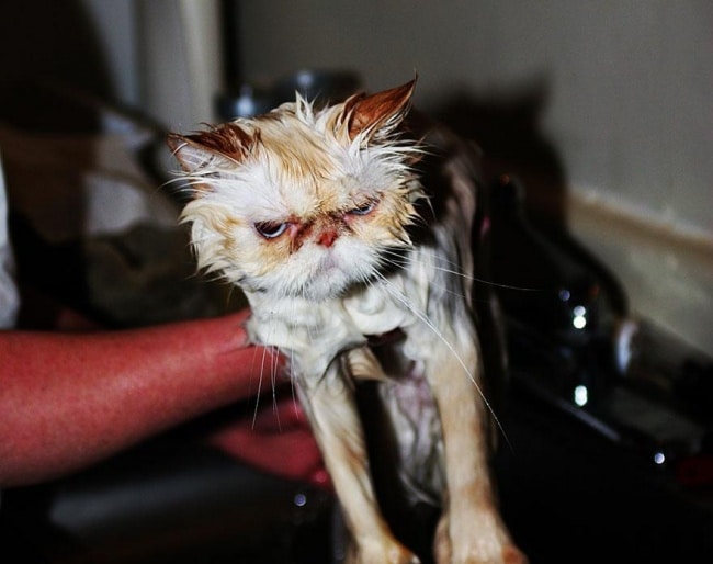 3497605-R3L8T8D-650-funny-wet-cats-23